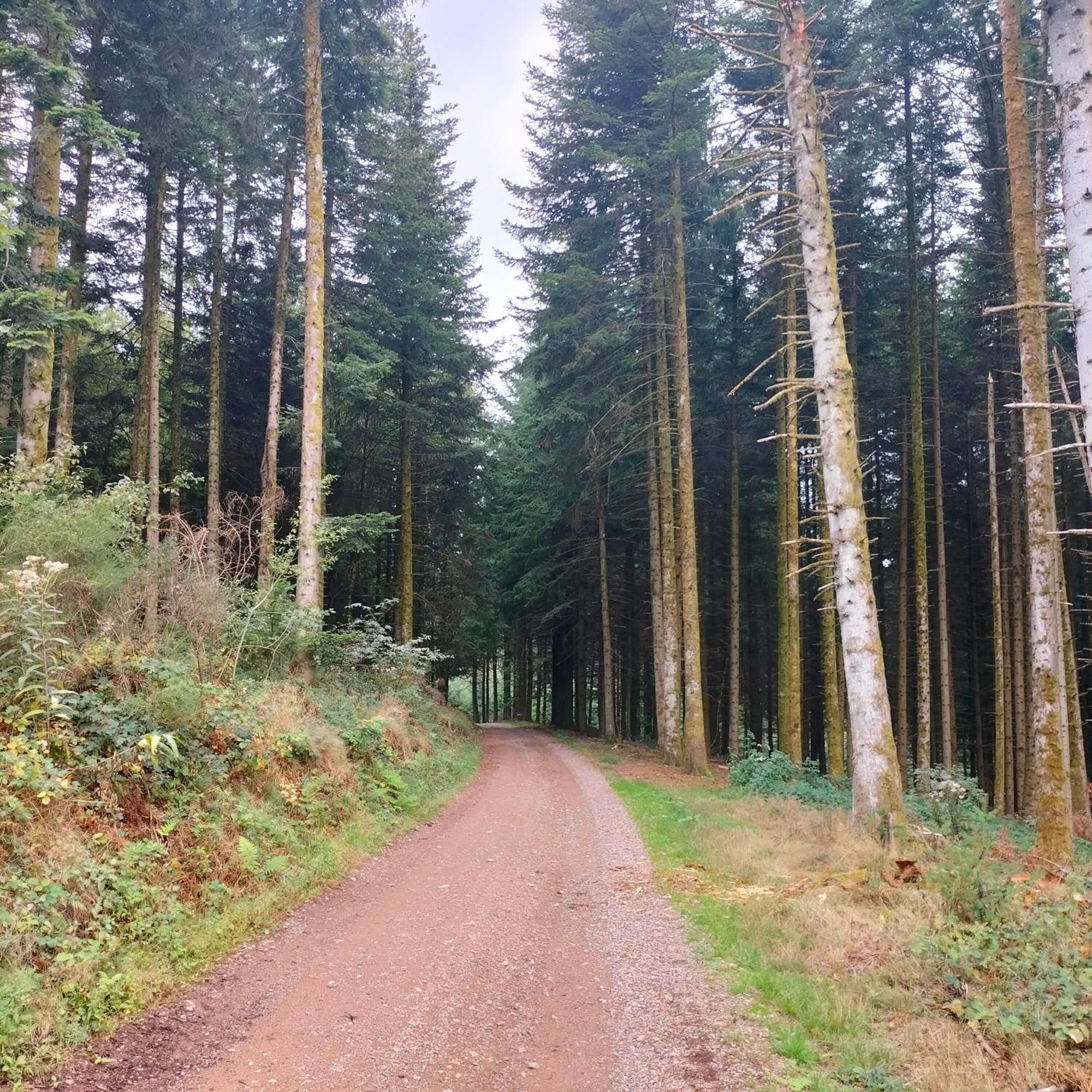 Gite Des Sapins Ranchal Екстер'єр фото